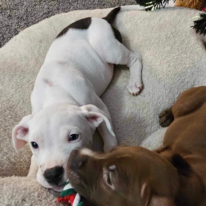 Dog for adoption Dory , an American Staffordshire Terrier Mix in