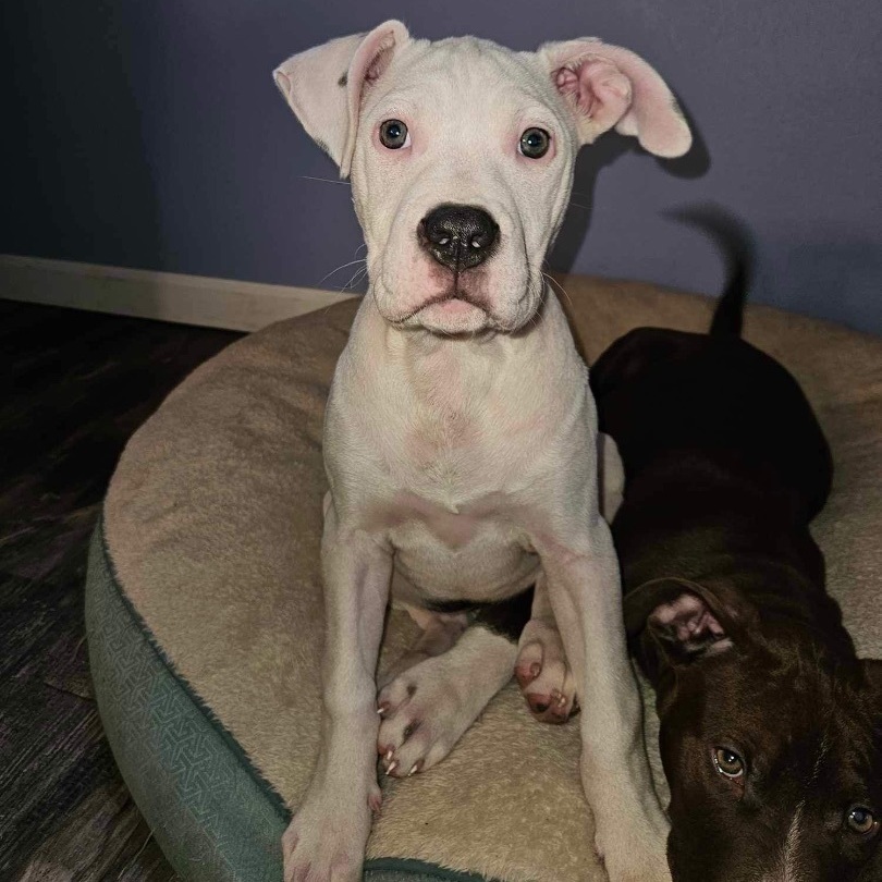 Dog for adoption Dory , an American Staffordshire Terrier Mix in