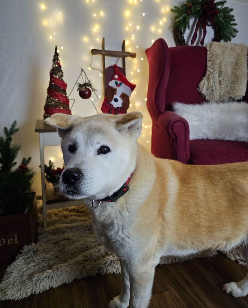 Tong, an adoptable Husky, Akita in Sprakers, NY, 12166 | Photo Image 1