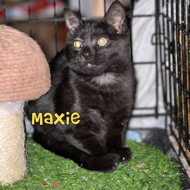 Maxie