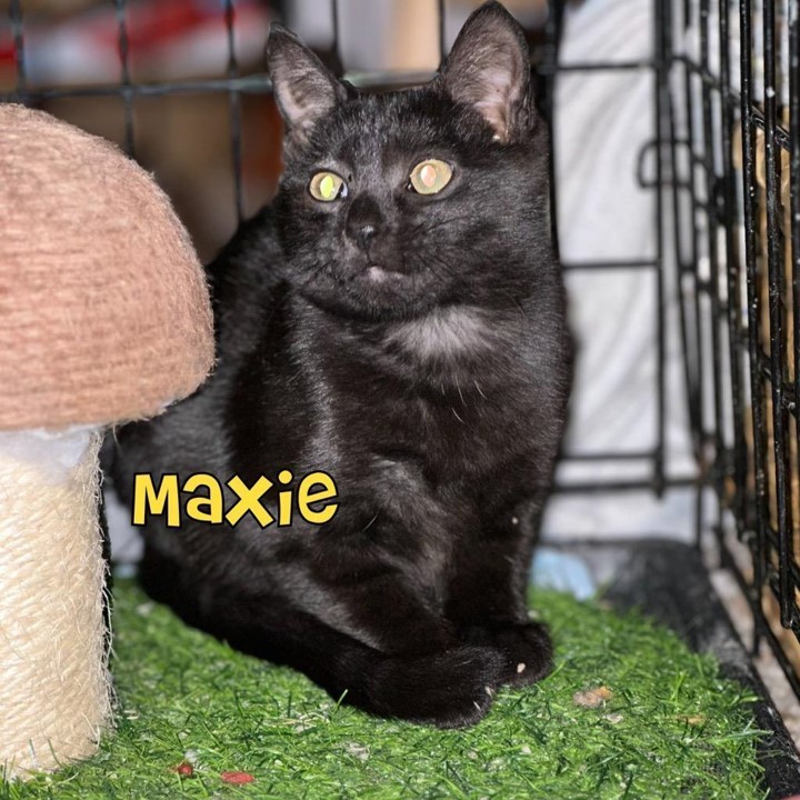 Maxie 1