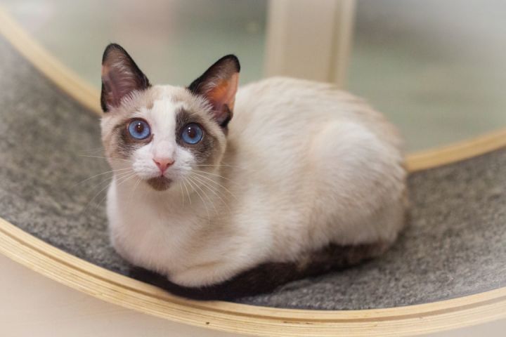 Margaret Ana, an adopted Siamese & Tortoiseshell Mix in Ponte Vedra, FL_image-3