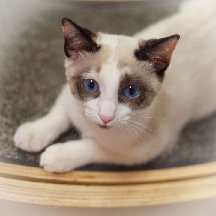 Margaret Ana, an adopted Siamese & Tortoiseshell Mix in Ponte Vedra, FL_image-4