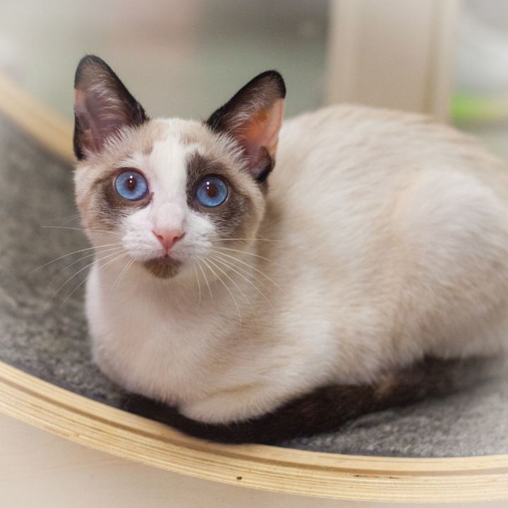 Margaret Ana, an adopted Siamese & Tortoiseshell Mix in Ponte Vedra, FL_image-5