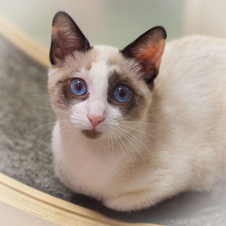 Margaret Ana, an adopted Siamese & Tortoiseshell Mix in Ponte Vedra, FL_image-1