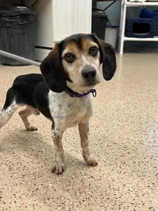 Duke, an adoptable Beagle, Mixed Breed in Fergus Falls, MN, 56537 | Photo Image 1