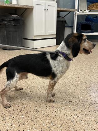Duke, an adoptable Beagle, Mixed Breed in Fergus Falls, MN, 56537 | Photo Image 2