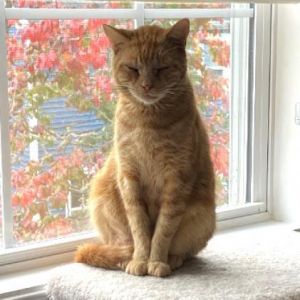 Marmalade Rey
