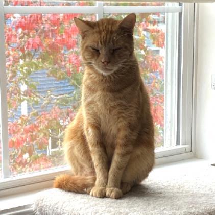 Marmalade Rey 1