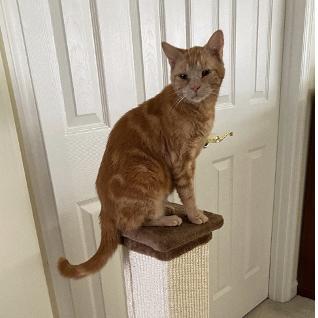 Marmalade Rey 2