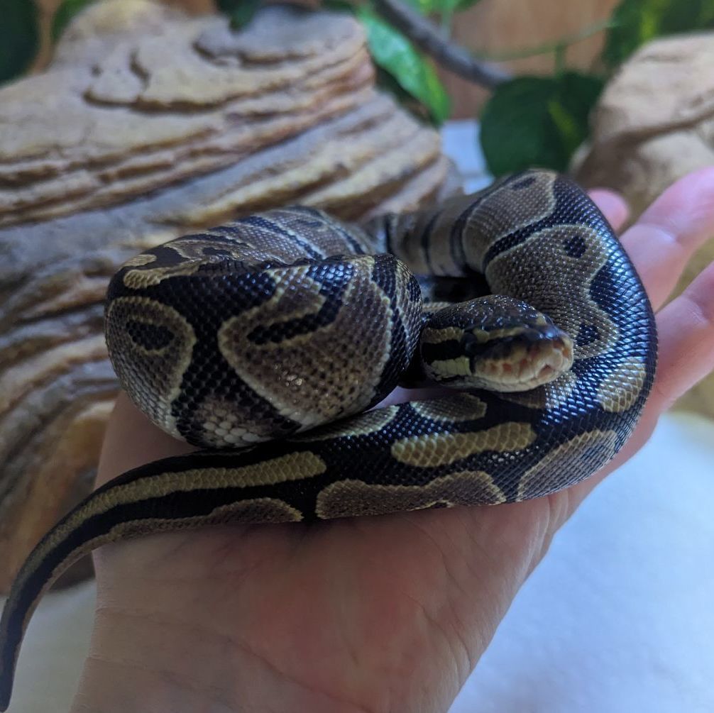 Snake for adoption - Sealy, a Ball Python in Merrill, MI | Petfinder
