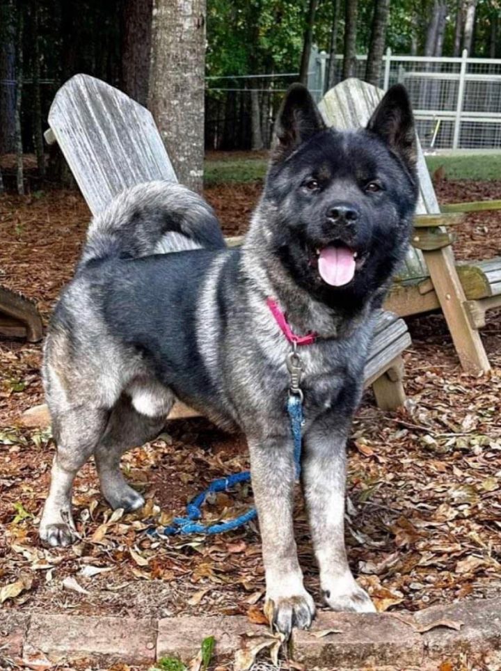 Petfinder akita hot sale