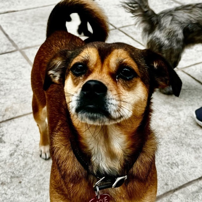 Ambrosia , an adoptable Puggle in Richmond, TX, 77406 | Photo Image 1