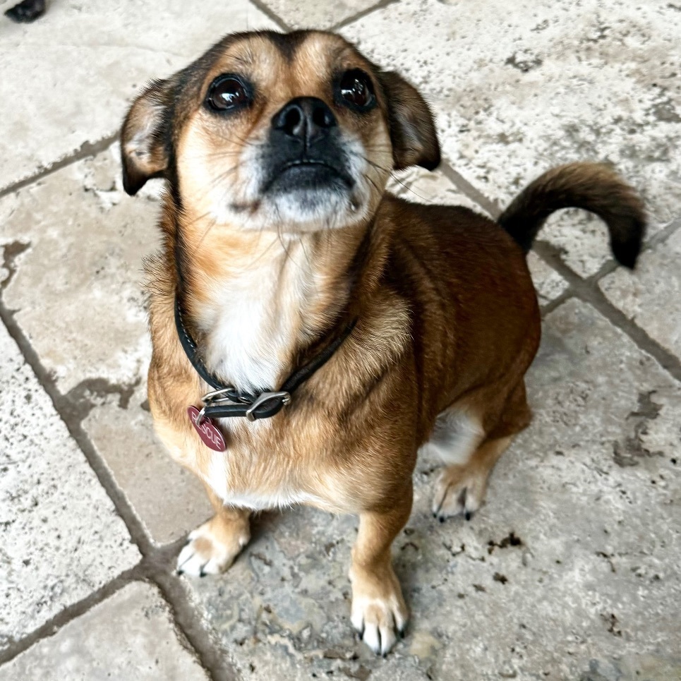 Ambrosia , an adoptable Puggle in Richmond, TX, 77406 | Photo Image 2