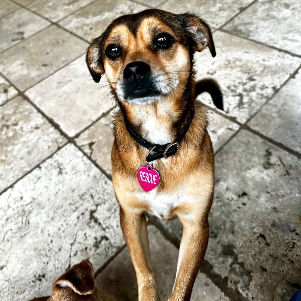 Ambrosia , an adoptable Puggle in Richmond, TX, 77406 | Photo Image 3