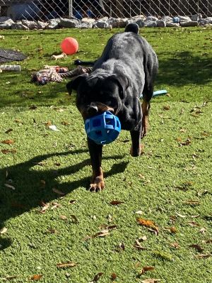 Atlantic rottweiler sale rescue