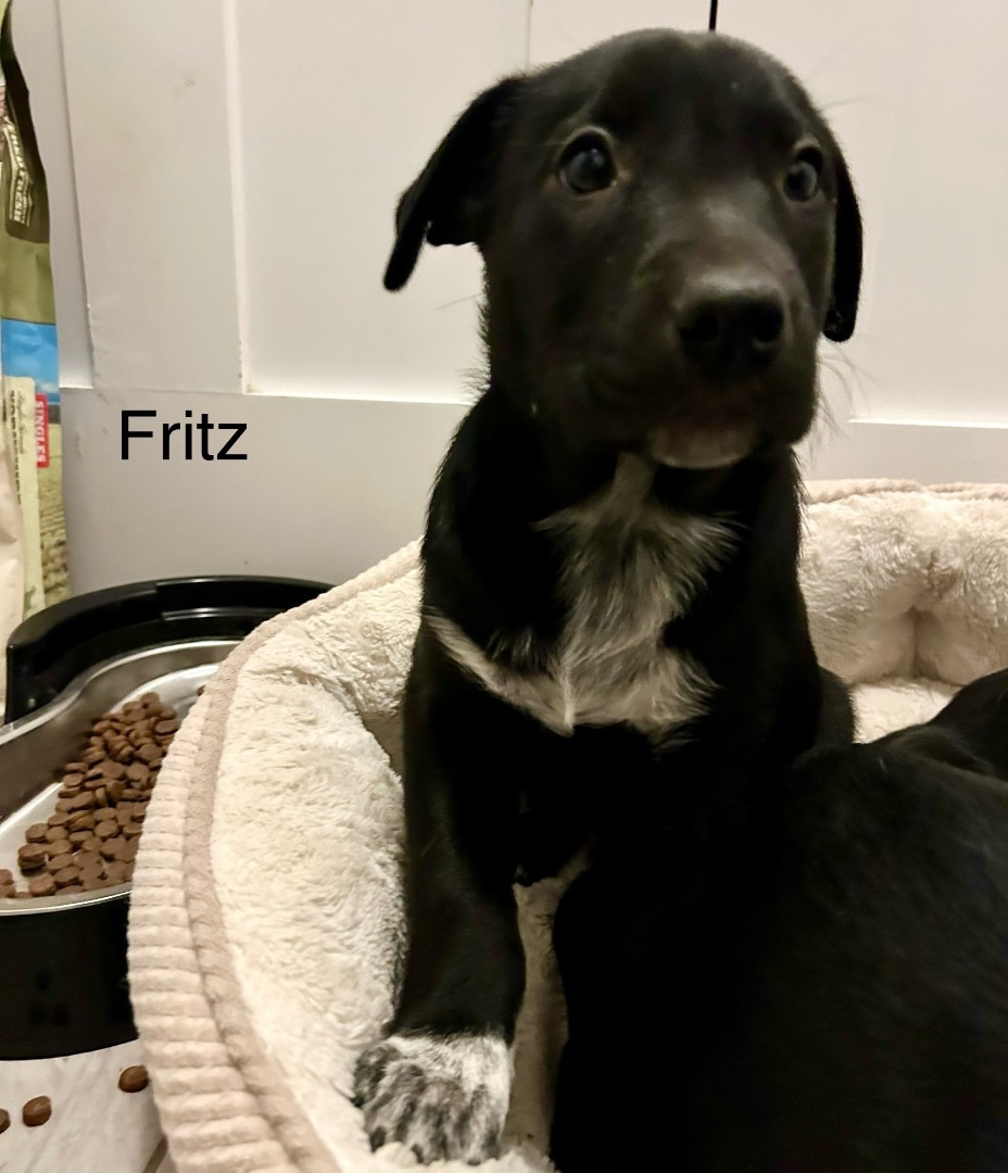 Fritz, an adoptable Rat Terrier in Edmonton, AB, T5Y 3N6 | Photo Image 3
