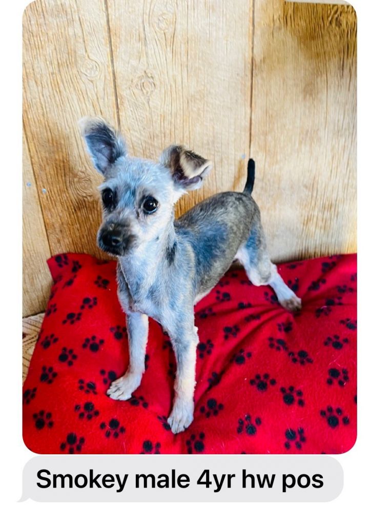 Australian terrier mix with hot sale chihuahua