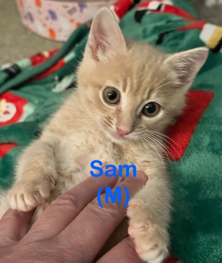 SAM Kitten 1