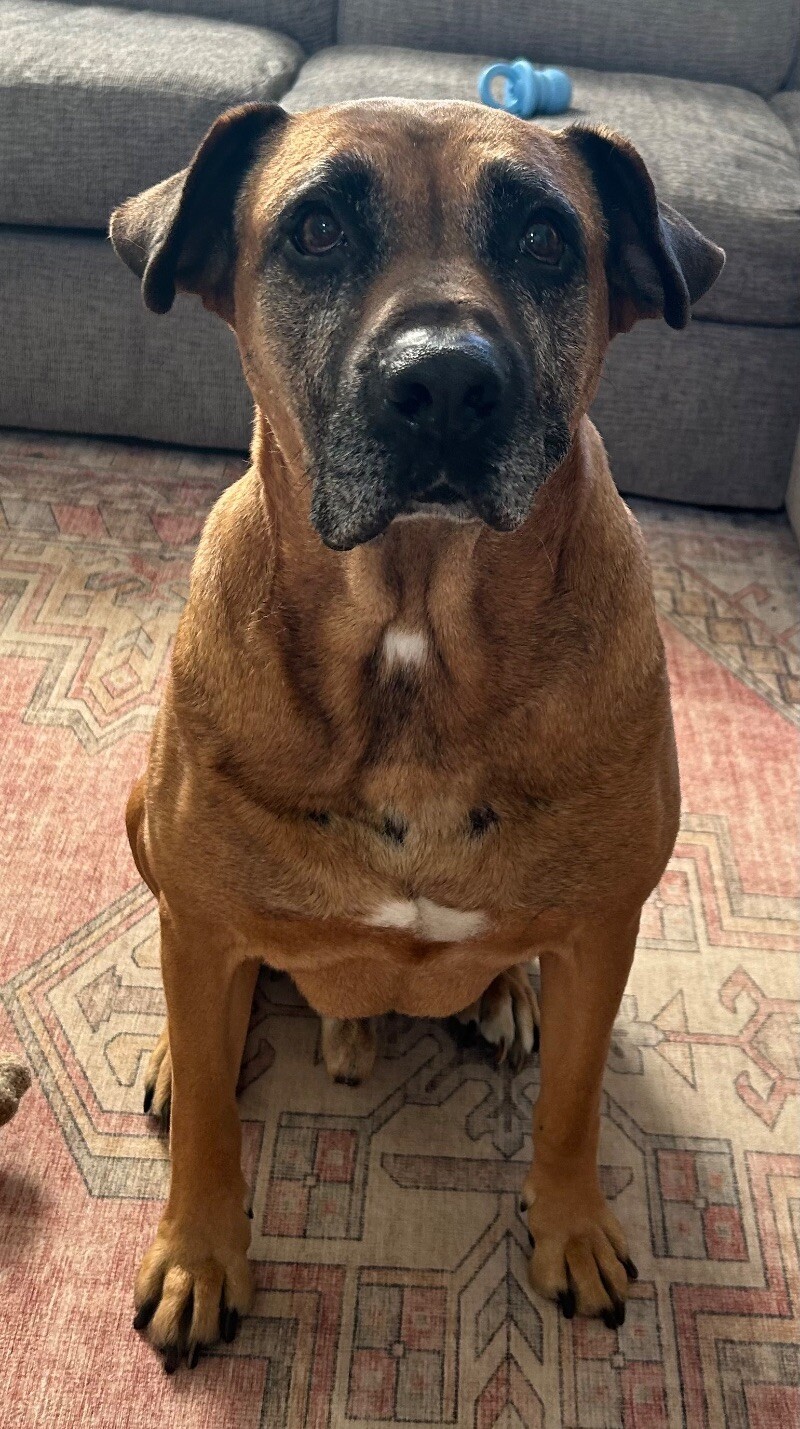 Walton, an adoptable Boxer, Mastiff in Windsor, CO, 80550 | Photo Image 2