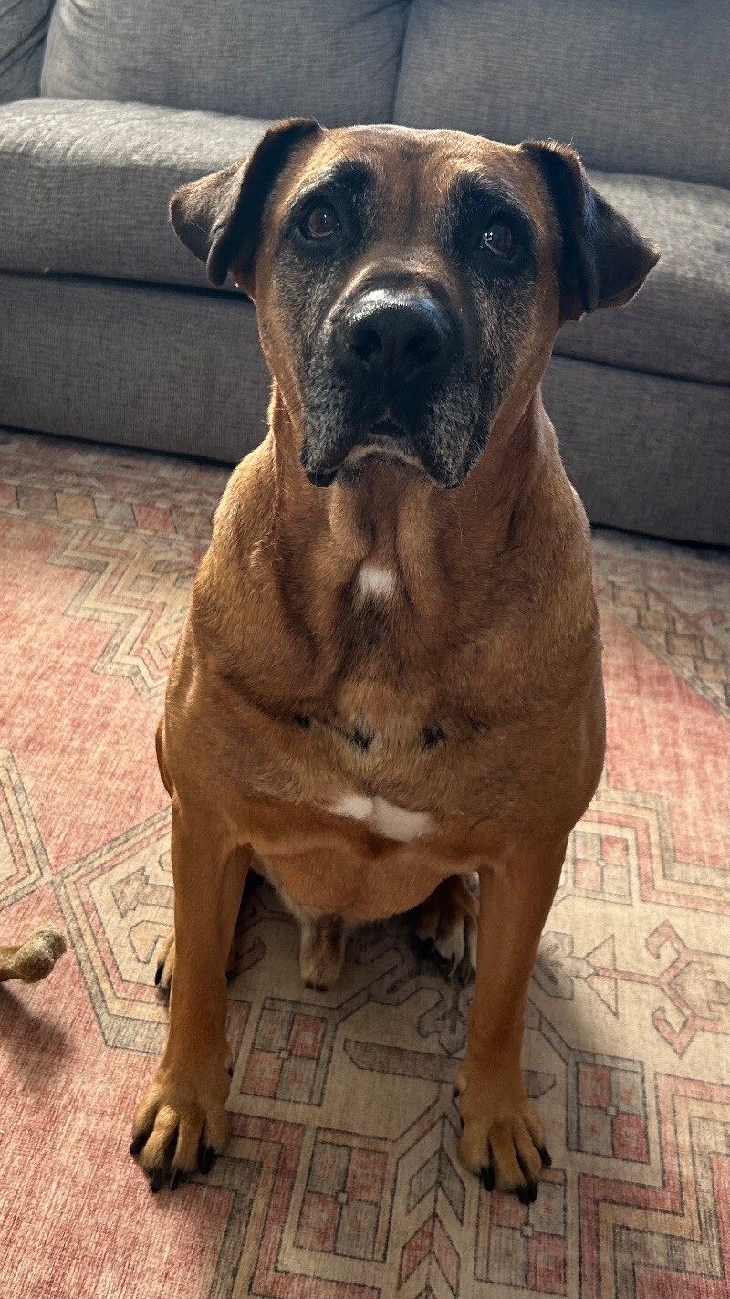 Walton, an adoptable Boxer, Mastiff in Windsor, CO, 80550 | Photo Image 4