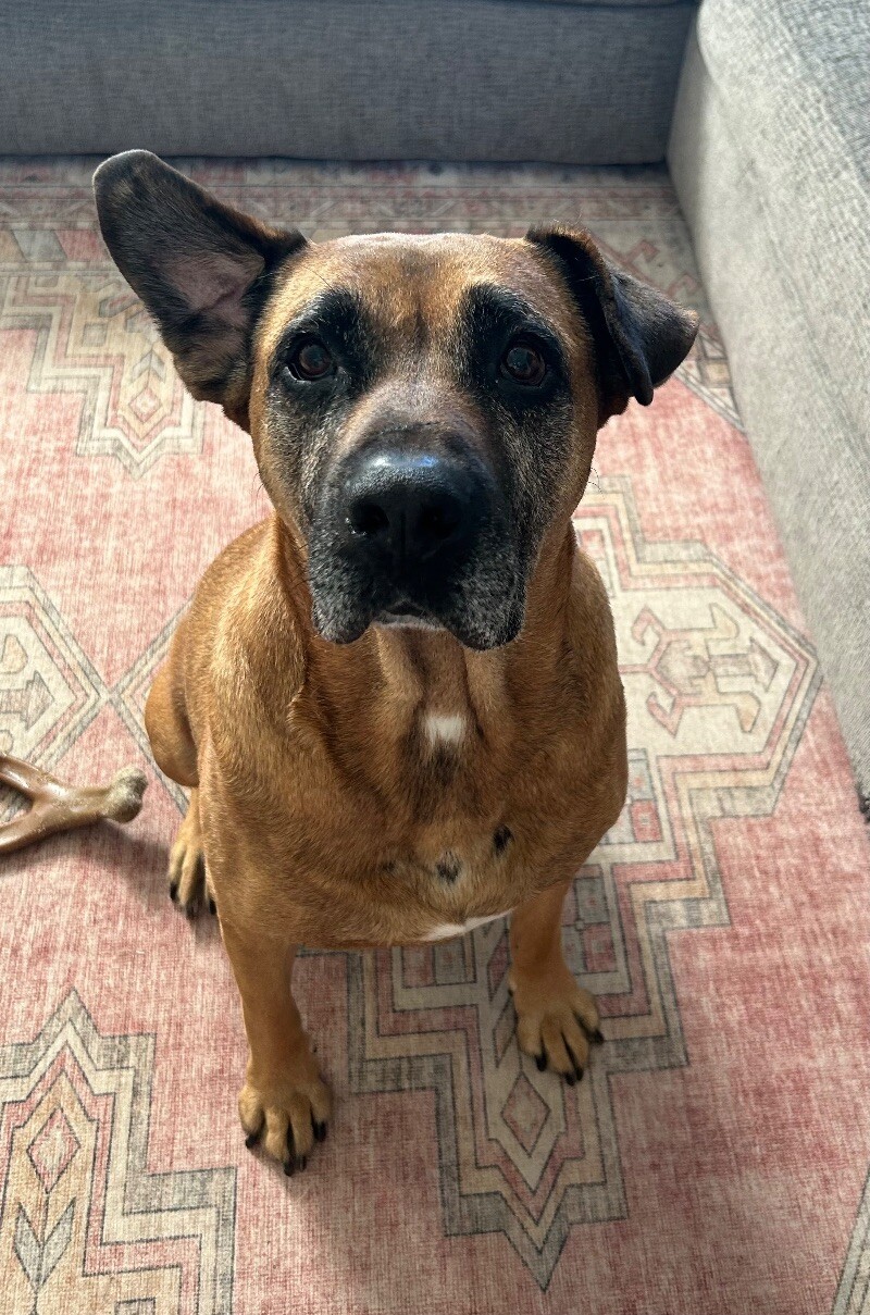 Walton, an adoptable Boxer, Mastiff in Windsor, CO, 80550 | Photo Image 5
