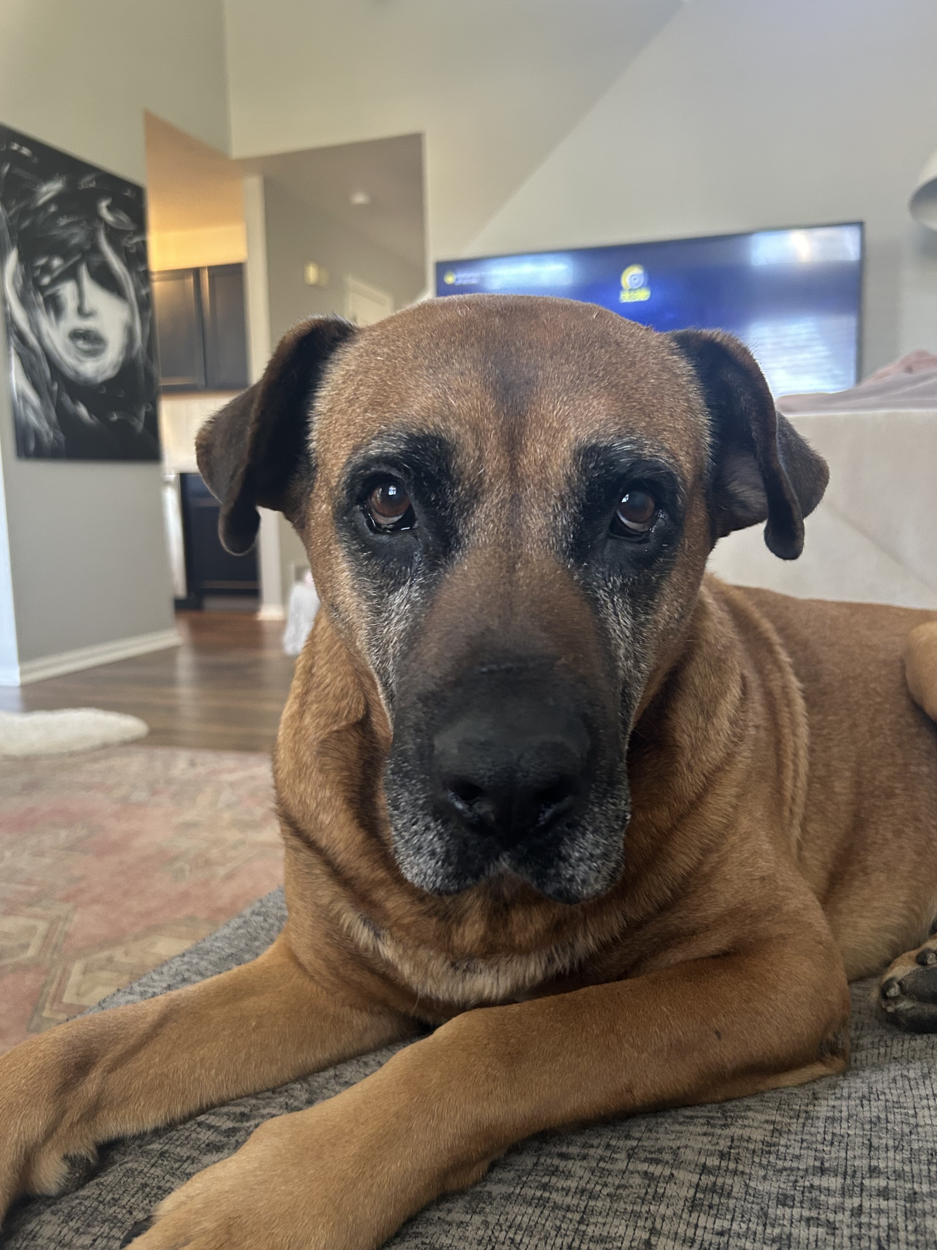 Walton, an adoptable Boxer, Mastiff in Windsor, CO, 80550 | Photo Image 6