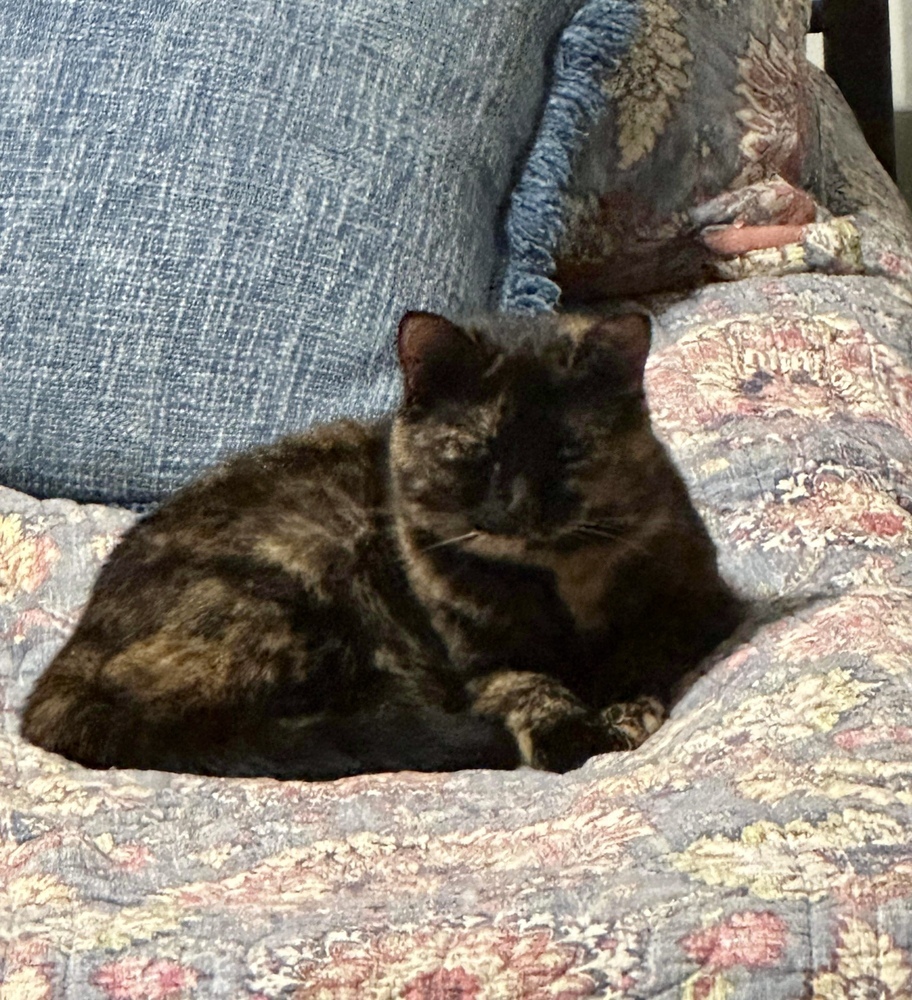 Eartha Kitty KD, an adoptable Domestic Short Hair in Greenville, SC, 29601 | Photo Image 2