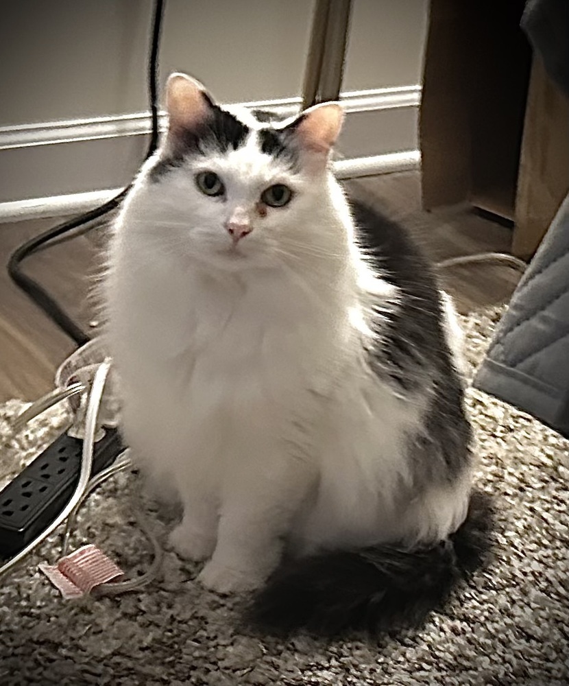 Sweetie - KB, an adoptable Domestic Medium Hair in Greenville, SC, 29601 | Photo Image 1