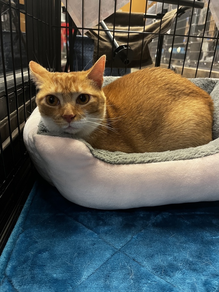 Mango ET, an adoptable Domestic Short Hair in Greenville, SC, 29601 | Photo Image 3