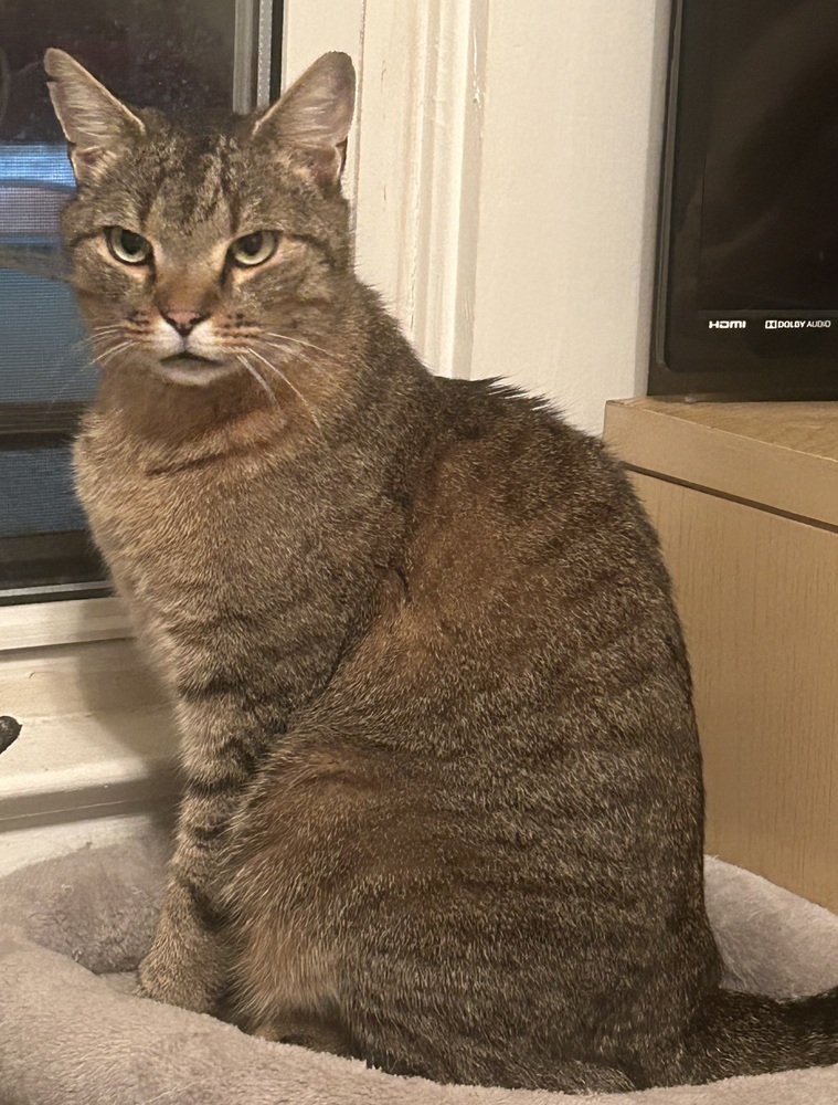 Big Boy LW, an adoptable Domestic Short Hair in Greenville, SC, 29601 | Photo Image 1