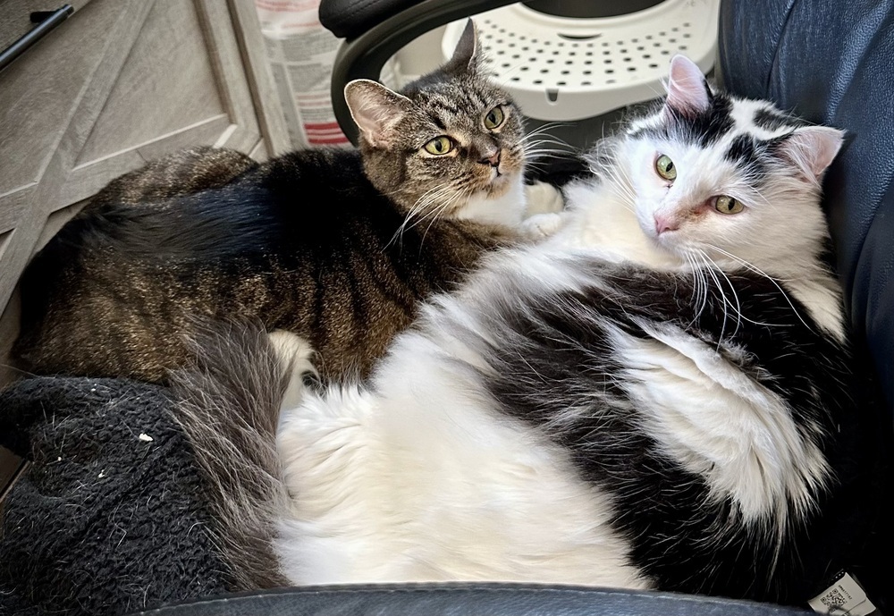 China - KB, an adoptable Domestic Short Hair in Greenville, SC, 29601 | Photo Image 5