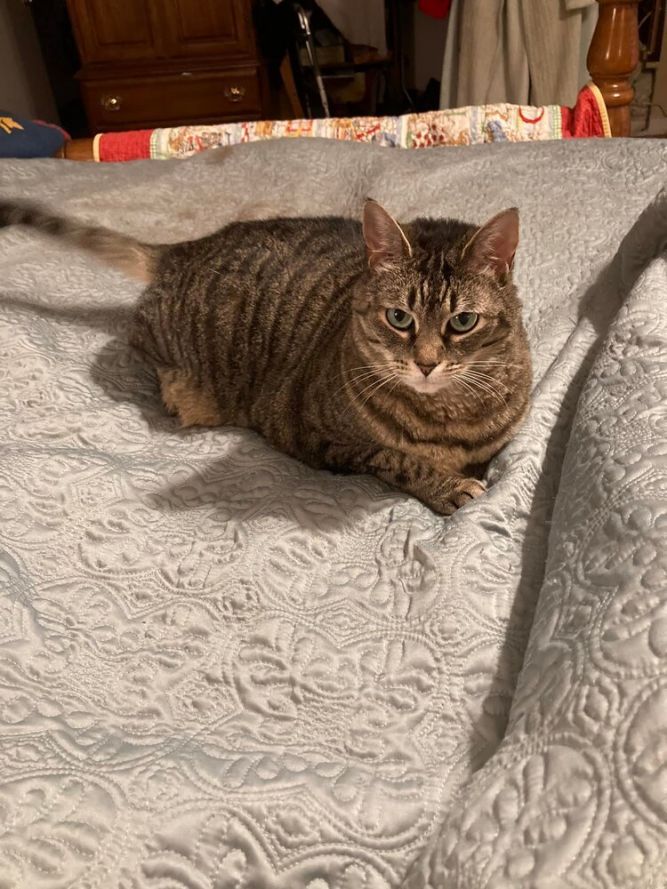 Lexi - LH