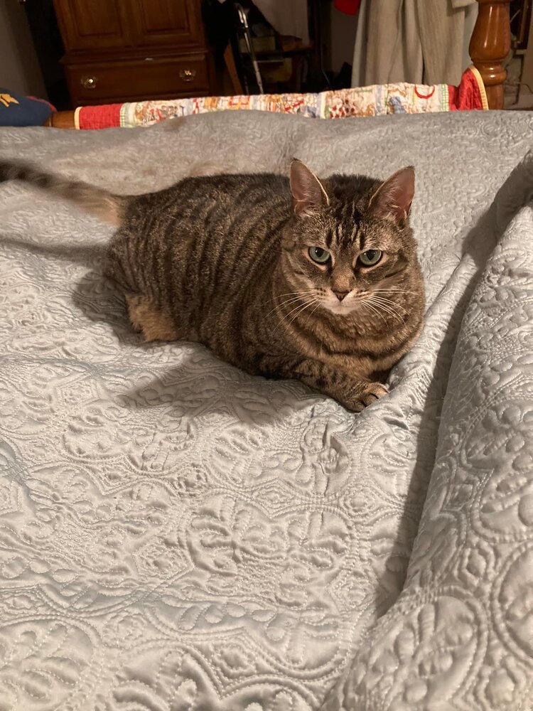 Lexi - LH, an adoptable Domestic Short Hair in Greenville, SC, 29601 | Photo Image 1