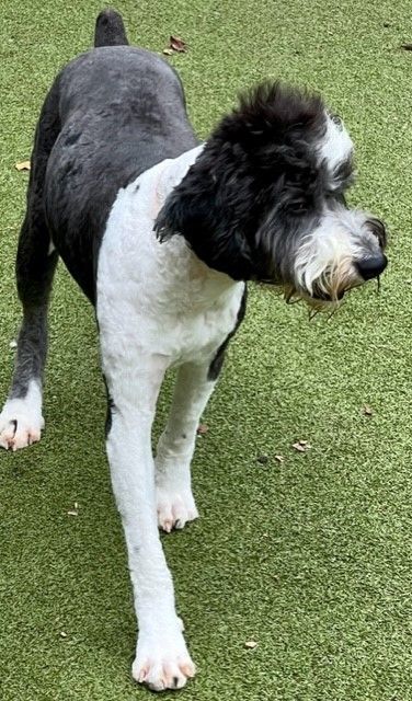 Aussiedoodle petfinder best sale