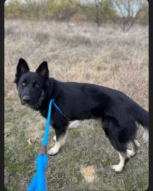 Dog for adoption - Butter Pecan, a Labrador Retriever & Portuguese Podengo  Mix in New Milford, CT