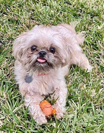 Shih tzu action store rescue