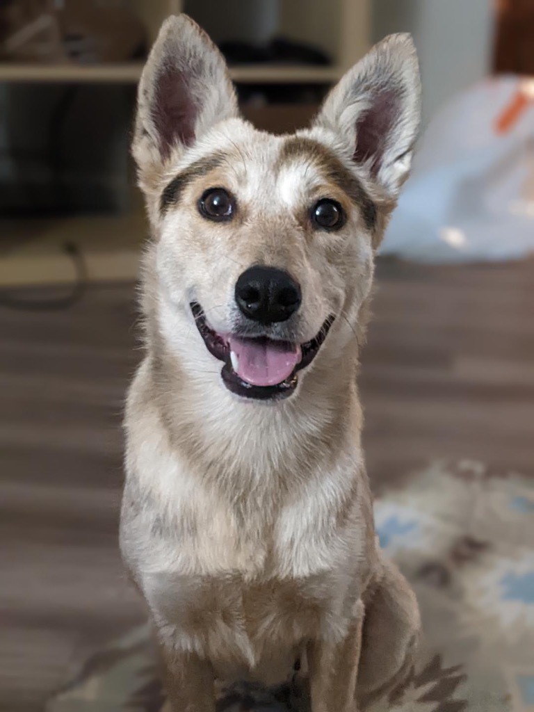 Kalamata, an adoptable Australian Cattle Dog / Blue Heeler, Australian Shepherd in Fort Lupton, CO, 80621 | Photo Image 1