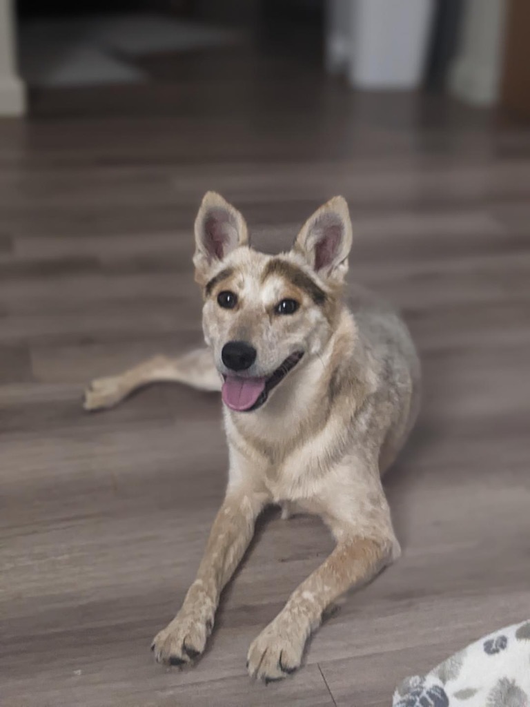 Kalamata, an adoptable Australian Cattle Dog / Blue Heeler, Australian Shepherd in Fort Lupton, CO, 80621 | Photo Image 2