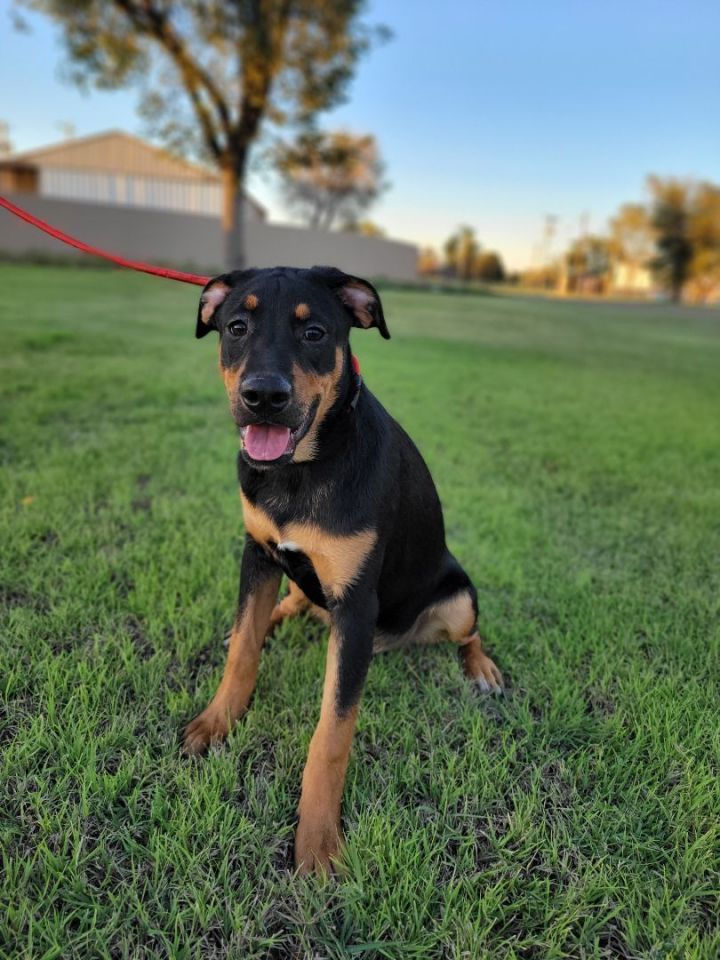 Dog for adoption 2. Snickers , a Rottweiler Mix in Plainview, TX