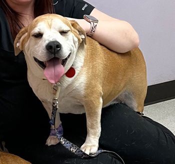 Budah, an adoptable Beagle & English Bulldog Mix in West Decatur, PA_image-2