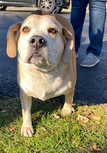 Budah, an adoptable Beagle & English Bulldog Mix in West Decatur, PA_image-3