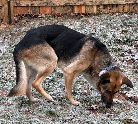 Maxey Boy, an adoptable German Shepherd Dog in Kellogg, ID, 83837 | Photo Image 3