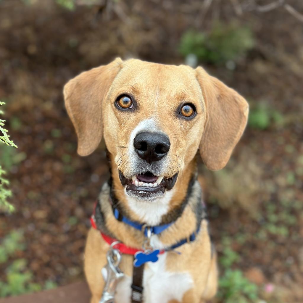 Dog for adoption - Holmes, a Beagle Mix in Kanab, UT | Petfinder