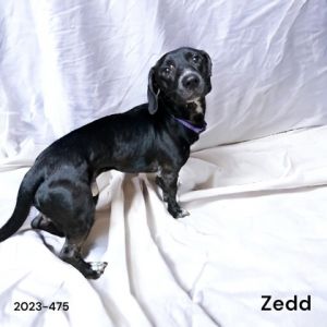 Zedd