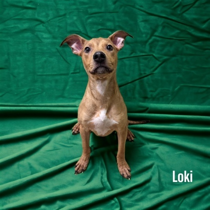 Loki, an adoptable Terrier Mix in Cumberland, MD_image-1
