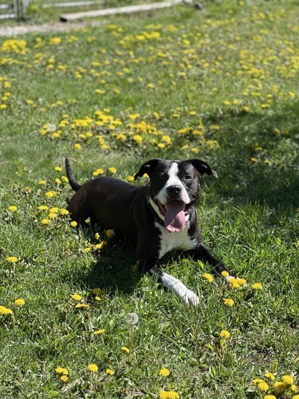 Bubba, an adoptable Pit Bull Terrier, Mixed Breed in Harbor Springs, MI, 49740 | Photo Image 1