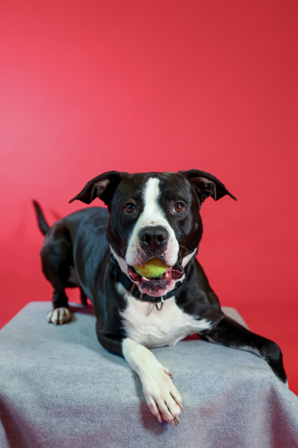 Bubba, an adoptable Pit Bull Terrier, Mixed Breed in Harbor Springs, MI, 49740 | Photo Image 3