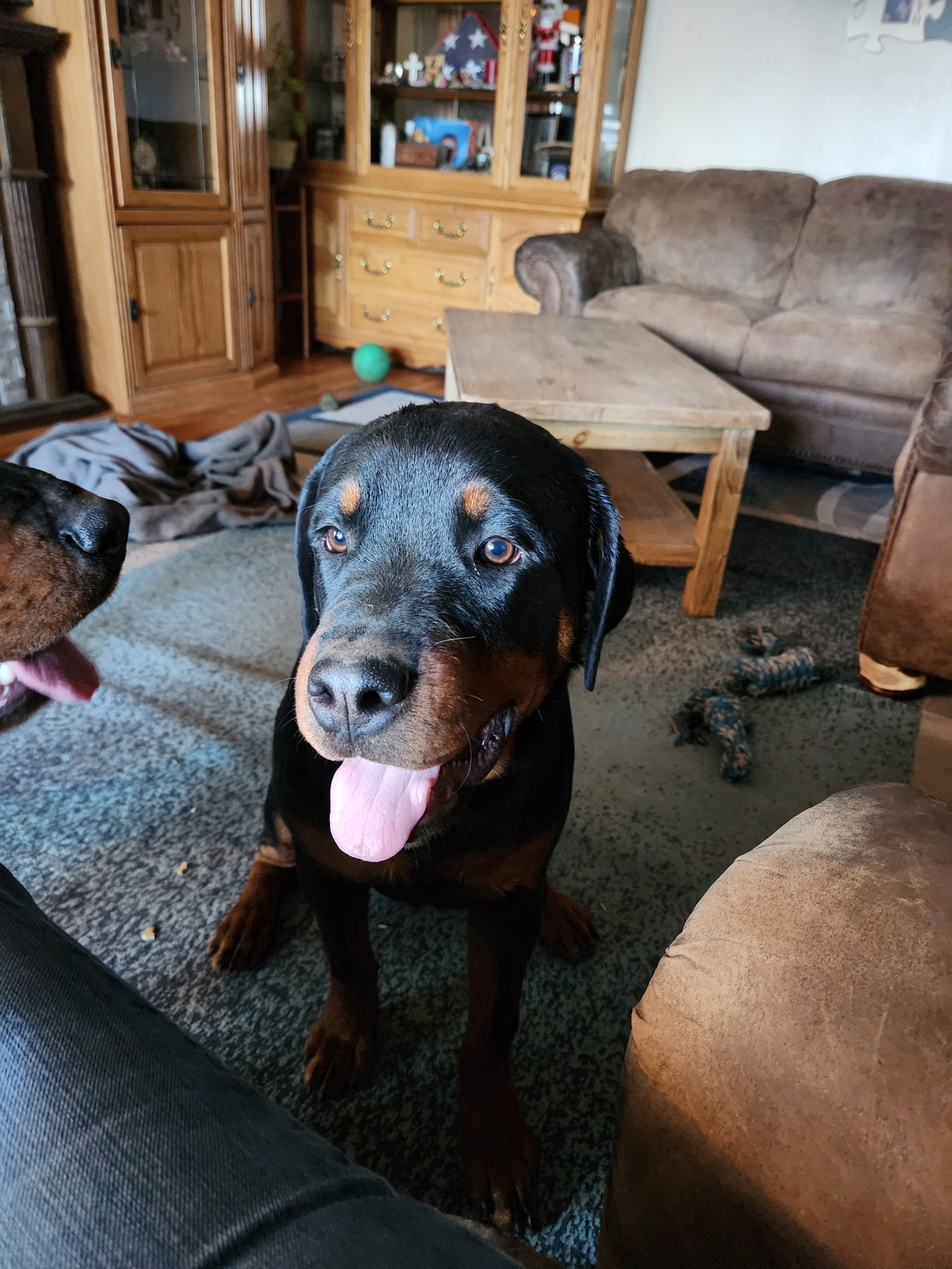 Luna/Referral, an adoptable Rottweiler, German Shepherd Dog in Laurel, MT, 59715 | Photo Image 1