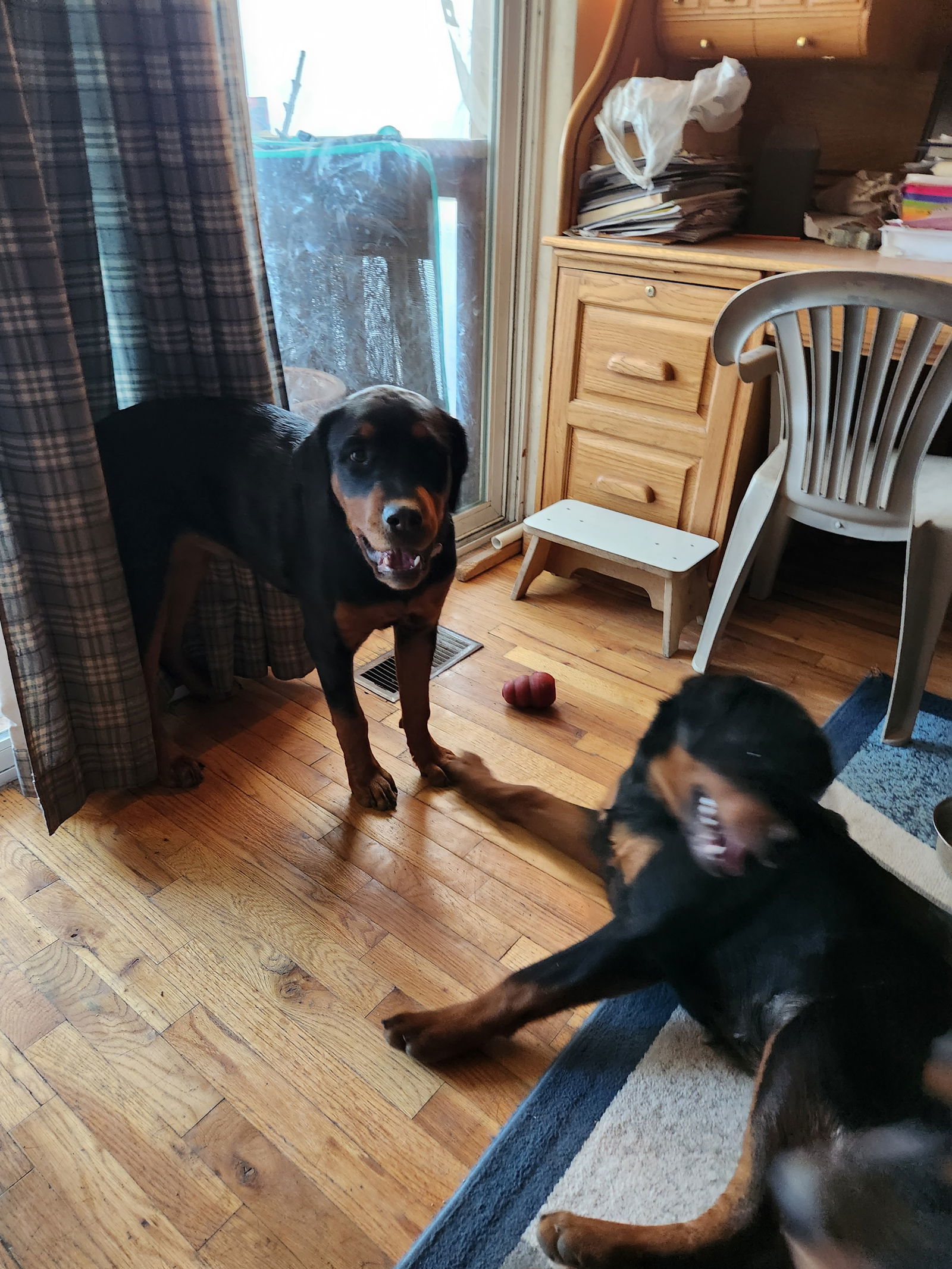 Luna/Referral, an adoptable Rottweiler, German Shepherd Dog in Laurel, MT, 59715 | Photo Image 2